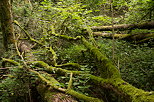 Image of green moss on fallen trees in Chilly's forest