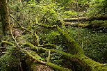 Photo d'arbres tombs au sol et recouverts de mousse dans la fort de Chilly