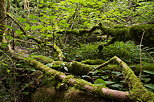 Photograph of fallen trees and moss in Chilly's forest