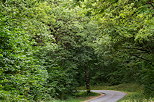 Photograph of a little road trough the forest