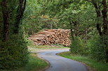 Image of logs along a forest road