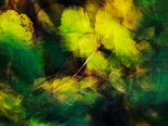 Image de feuilles soufflées par le vent
