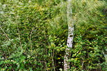 Image of a white birch blown by the wind