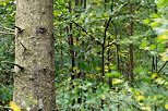 Image of trees in the forest by a summer morning