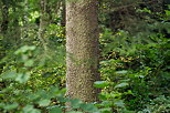 Photo d'arbres dans la lumire d'un matin d't