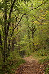 Image d'un sentier en sous bois à travers les couleurs chaudes de la forêt