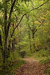 Image of an underwood path in the warm colors of the forest