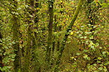 Photographie des couleurs des sous bois quelques jours avant l'automne