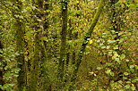 Picture of colors in a woodland a few days before fall