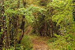 Image d'un sentier en sous bois  Chaumont en Haute Savoie