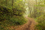 Image of the french forest with morning haze and warm colors