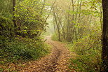 Photo d'un petit sentier  travers la brume matinale et les couleurs chaudes de la fort  la fin de l't