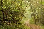 Photograph of warm colors and soft haze in the forest at the end of summer