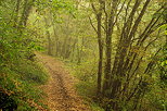 Photo of a little path with morning haze in the forest