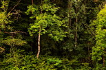 Picture of a white tree at the forest edge