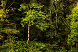 Picture of a white tree at the forest edge