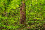 Image of a coniferous tree surrounded by green foliage