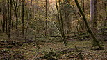 Photo of autumn in Jura forest around Saint Claude