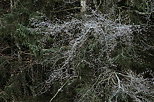 Photographie de branches givrées sur les arbres de la forêt qui borde le lac Génin