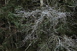 Photographie de branches givres sur les arbres de la fort qui borde le lac Gnin