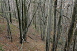 Picture of Musieges forest at the end of autumn