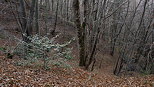 Forest landscape in Musieges at the end of autumn