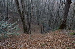 Photograph of Musieges forest in a late autumn mood