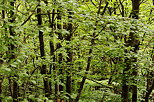 Image de feuilles vertes au printemps dans la forêt de Musièges