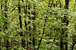 Image of green leaves at springtime