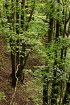 Photo of Musieges forest at springtime