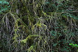 Images of thin and dry branches hanging from a cliff