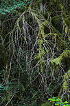 Image of thin dead branches hanging from a cliff