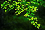 Image of green springtime leaves backlit