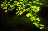 Photo of backlit foliage