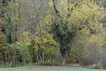 Picture of trees with autumn colors around Minzier