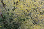 Photographie des couleurs d'automne sur les arbres de la forêt de Minzier