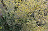 Photograph of autumn colors on the trees of Minzier forest