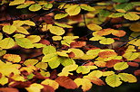 Photo de feuilles d'automne dans la fort de Minzier en Haute Savoie