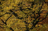 Photo des branches d'un vieux chêne doré par l'automne