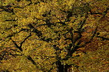 Photographie un houppier de chne par de ses couleurs d'automne