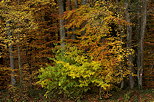 Palette d'automne  l'ore de la fort de Marlioz en Haute Savoie