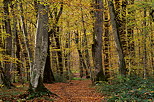 Photo d'un chemin sous les feuilles d'automne dans la fort de Marlioz