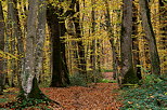 Image d'un chemin dans la fort d'automne  Marlioz