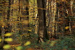 Autumn forest landscape