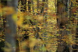 Photographie de l'ambiance douce de l'automne dans la forêt de Marlioz