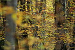 Photographie de l'ambiance douce de l'automne dans la fort de Marlioz