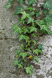 Picture of some ivy leaves on a beech trunk