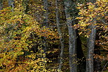 Photographie de l'ambiance colore de l'automne au bord de la fort de Marlioz