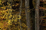 Image des couleurs d'automne à l'orée de la forêt de Marlioz en Haute Savoie