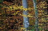 Photo du feuillage d'automne dans la forêt de Marlioz en Haute Savoie